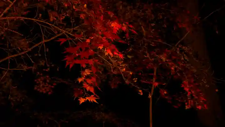 賀茂御祖神社(下鴨神社)(京都府)