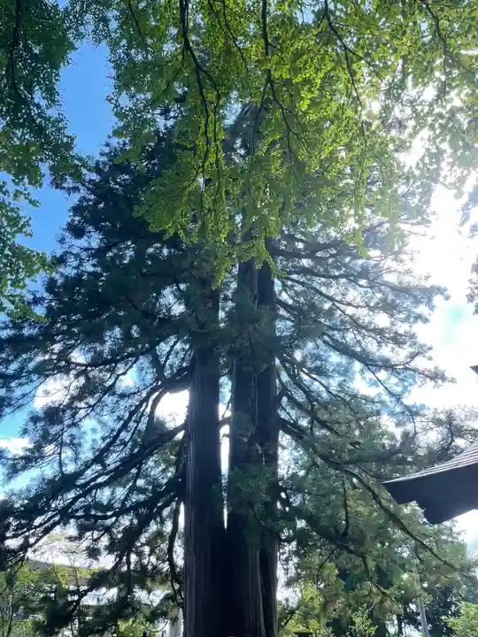 戸隠神社中社(長野県)