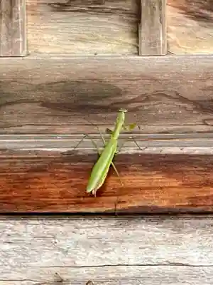 松原山 明善寺の動物