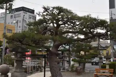 豊国神社の自然