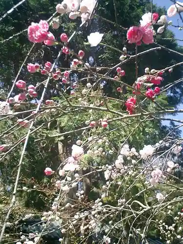 安國論寺（安国論寺）の自然