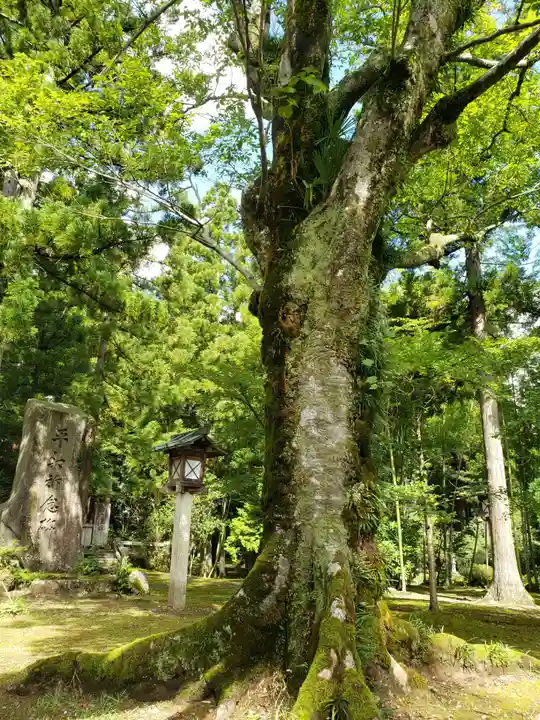 城端神明宮の自然