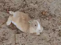 大久野島神社(広島県)