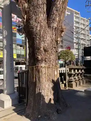 柏神社(千葉県)