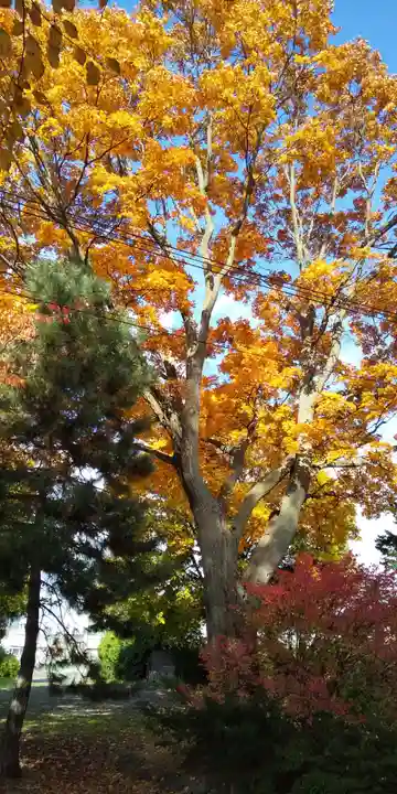 上富良野神社の自然