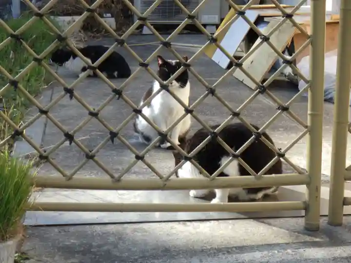 白金氷川神社の動物