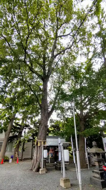 札幌諏訪神社の自然