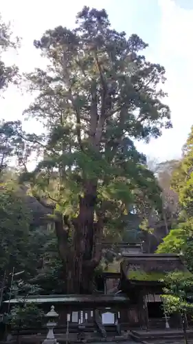 若狭姫神社（若狭彦神社下社）の自然