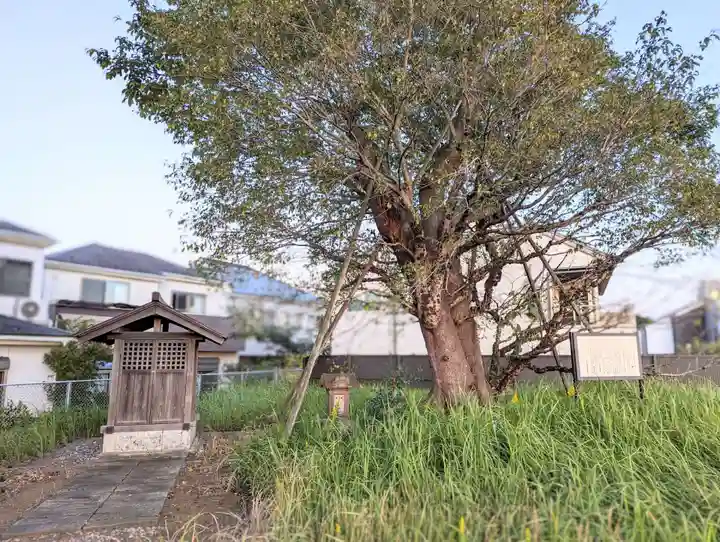 浅間神社の自然