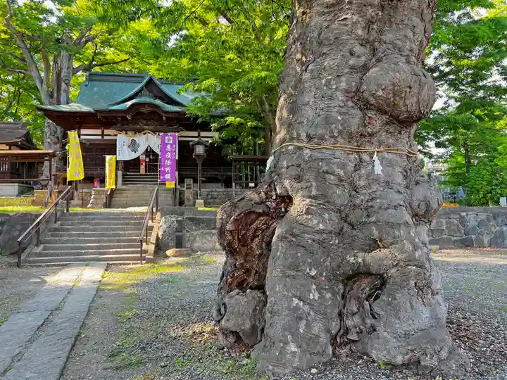 妻科神社の自然