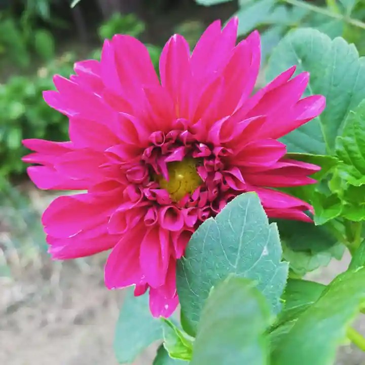豊景神社の自然