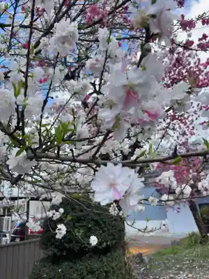 日枝神社の自然