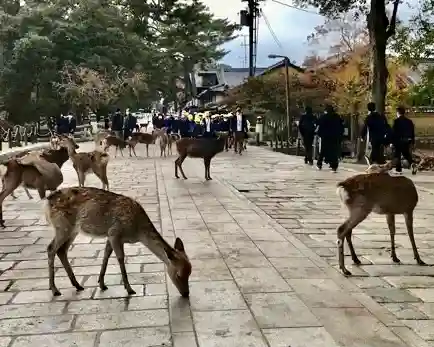 東大寺の動物