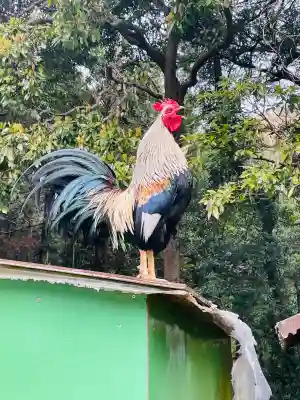 観音寺(神奈川県)