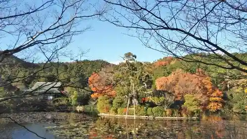 龍安寺の自然