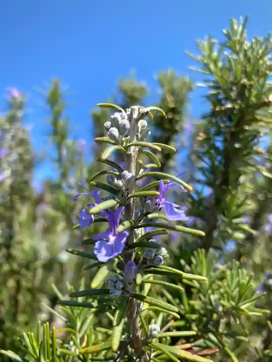 鹿嶋三嶋神社(茨城県)