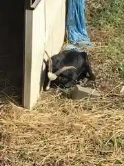 賀茂別雷神社の動物