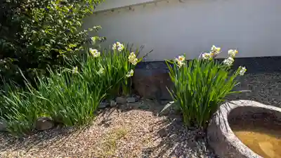 地蔵院(京都府)