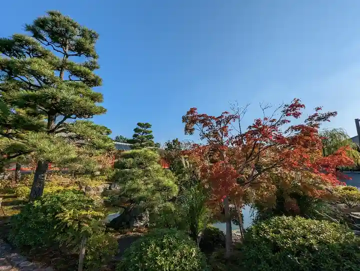蓮華王院(三十三間堂)の自然