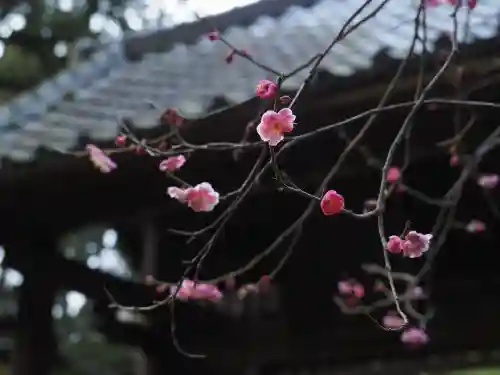 寿福寺の{uncategorized: "未分類", other: "その他", undefined: "問題あり", building: "その他建物", grave: "お墓", sacred_gate: "鳥居", guardian: "狛犬", statue: "像", buddha: "仏像", history: "歴史", nature: "自然", garden: "庭園", animal: "動物", pagoda: "塔", temizu: "手水舎", mountain_gate: "山門・神門", sanctuary: "本殿・本堂", subordinate: "末社・摂社", art: "芸術", scenery: "景色", jizo: "地蔵", ema: "絵馬", goshuin: "御朱印", omikuji: "おみくじ", items: "授与品その他", amulet: "お守り", goshuincho: "御朱印帳", eats: "食事", festival: "お祭り", votive_dance: "神楽", shichigosan: "七五三参", wedding: "結婚式", experience: "体験その他", initially: "初詣", around: "周辺", anti_infection: "感染症対策"}