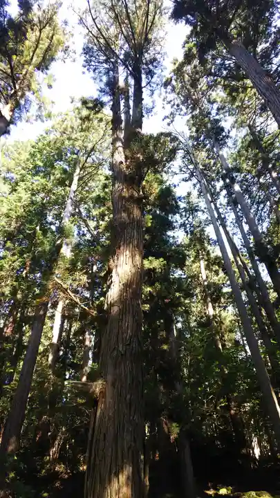 平泉寺白山神社の自然