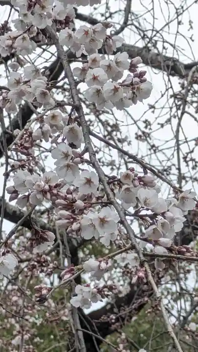 平野神社(京都府)