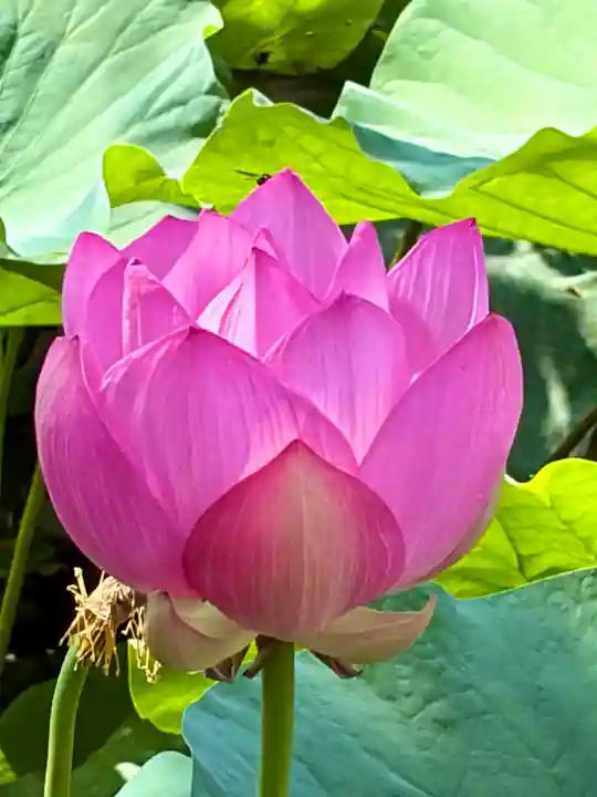 旗上弁財天社(神奈川県)