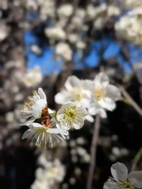 玄国寺(東京都)