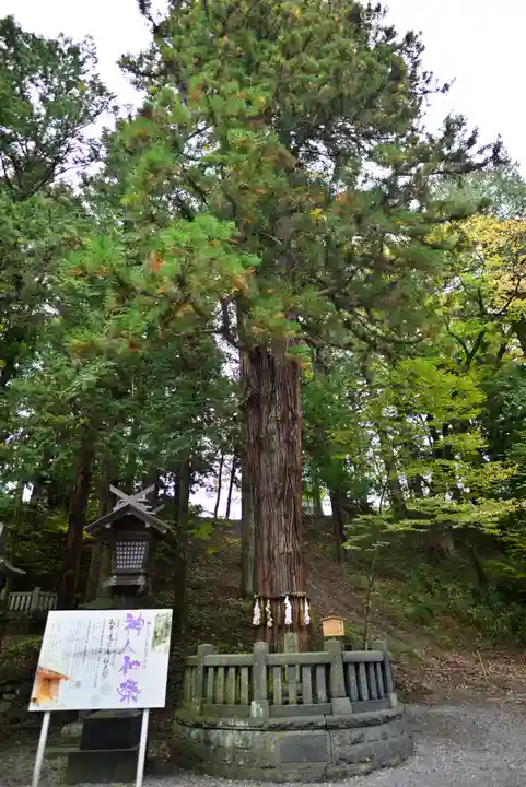 諏訪大社下社春宮(長野県)