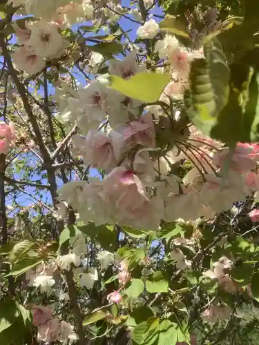 上地八幡宮の自然