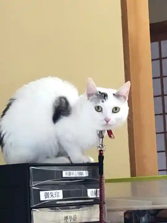 木山神社の動物