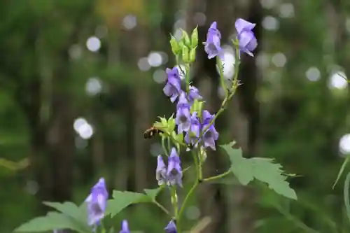 磐椅神社の自然