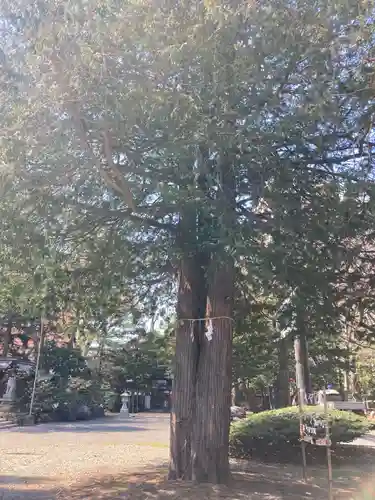 琴似神社の自然