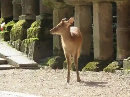 春日大社の動物