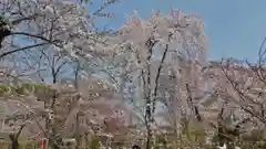 平野神社の自然