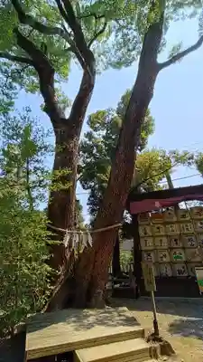 武蔵一宮氷川神社の自然