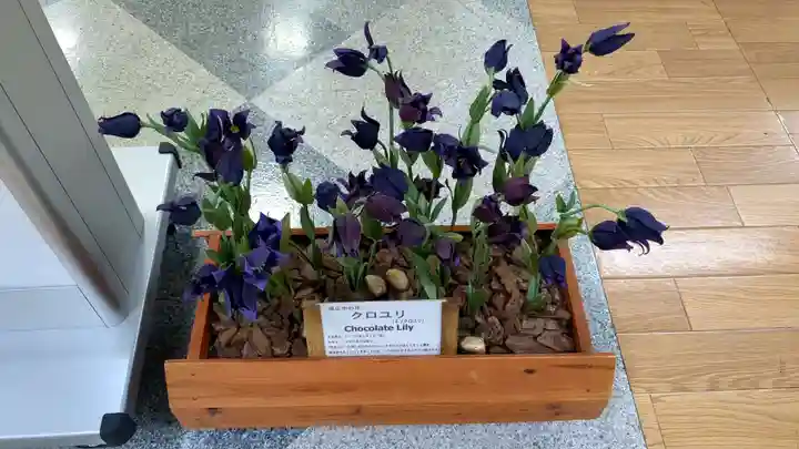 とんとん神社の芸術