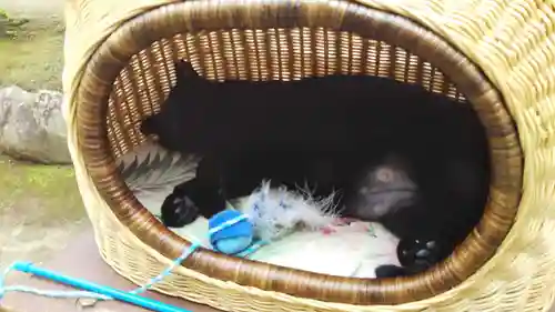 王子神社の動物