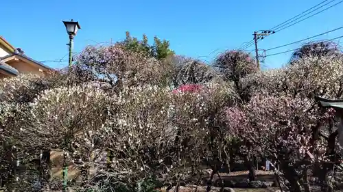 小村井 香取神社の庭園