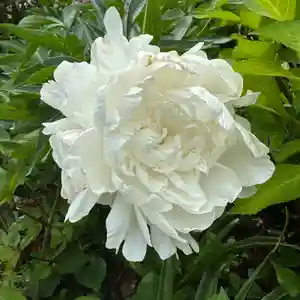 豊景神社(福島県)(2023年05月26日(金) 15時23分14秒投稿)