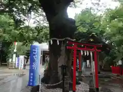 新田神社の自然