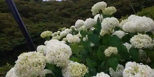 三室戸寺の庭園