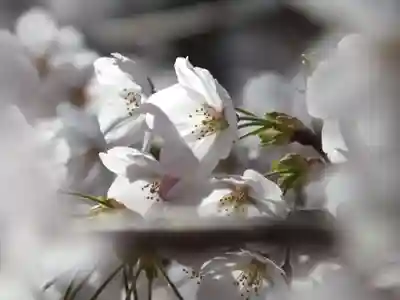 園城寺（三井寺）の自然