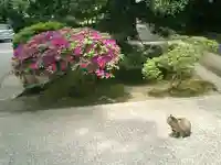 妙本寺の動物