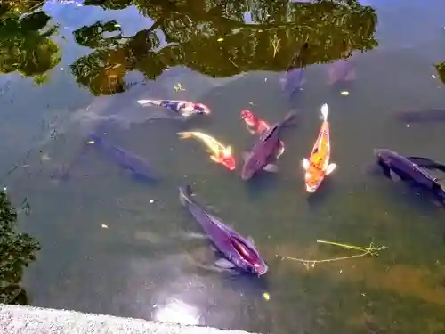 白鳥神社の動物