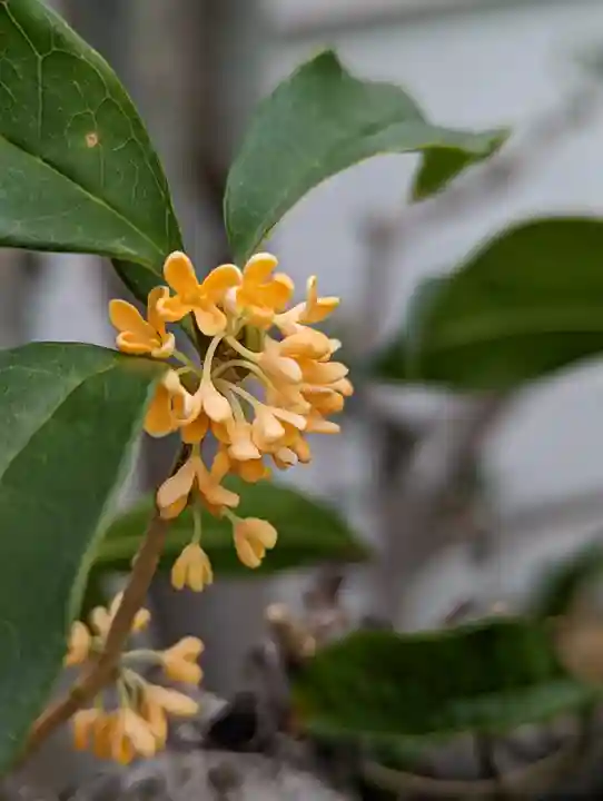 妙蓮寺(京都府)
