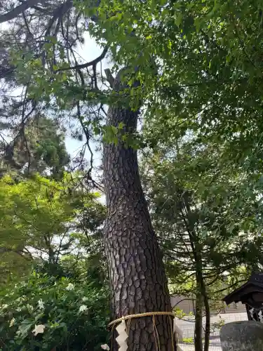 松先稲荷神社(千葉県)
