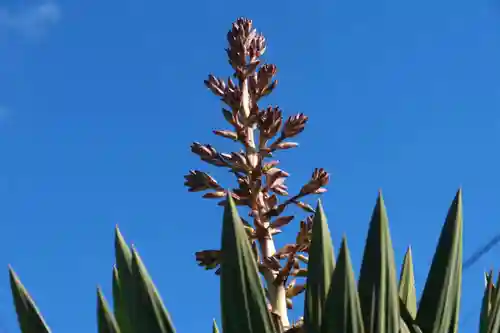 大六天麻王神社の自然