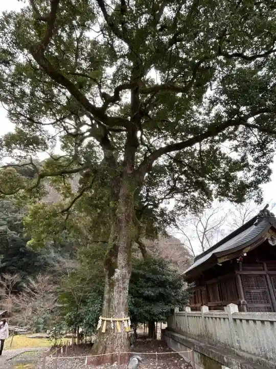 岐阜護國神社の{uncategorized: "未分類", other: "その他", undefined: "問題あり", building: "その他建物", grave: "お墓", sacred_gate: "鳥居", guardian: "狛犬", statue: "像", buddha: "仏像", history: "歴史", nature: "自然", garden: "庭園", animal: "動物", pagoda: "塔", temizu: "手水舎", mountain_gate: "山門・神門", sanctuary: "本殿・本堂", subordinate: "末社・摂社", art: "芸術", scenery: "景色", jizo: "地蔵", ema: "絵馬", goshuin: "御朱印", omikuji: "おみくじ", items: "授与品その他", amulet: "お守り", goshuincho: "御朱印帳", eats: "食事", festival: "お祭り", votive_dance: "神楽", shichigosan: "七五三参", wedding: "結婚式", experience: "体験その他", initially: "初詣", around: "周辺", anti_infection: "感染症対策"}