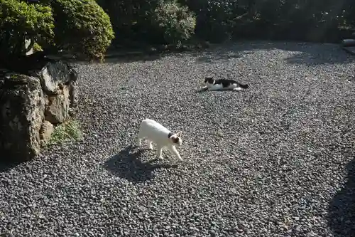 唐澤山神社の動物